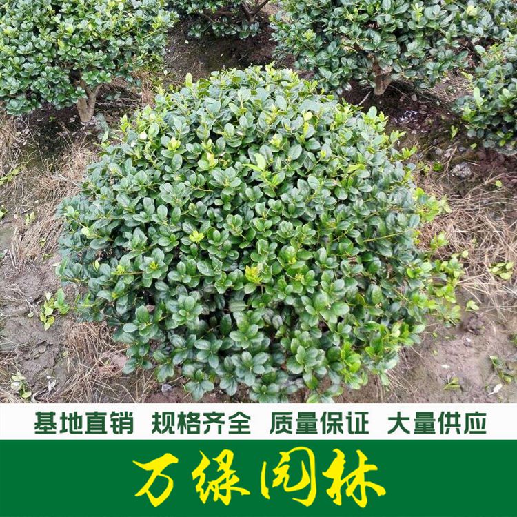 无刺枸骨球价格_无刺枸骨球产地_无刺枸骨球绿化苗木苗圃基地