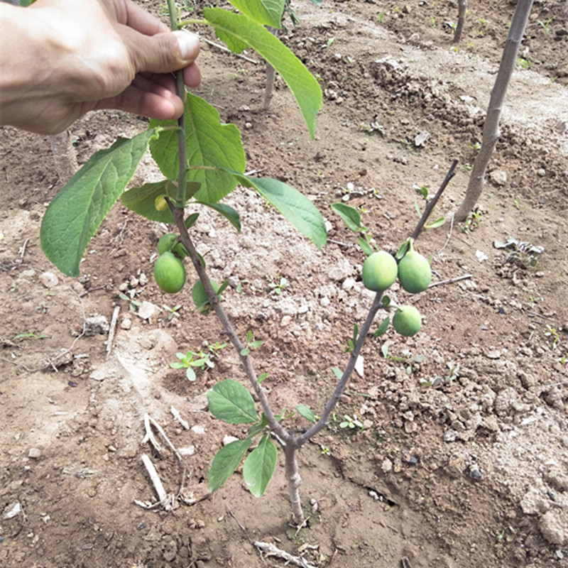 西梅苗盆栽可以吗盆栽西梅苗哪里有西梅苗种植方法