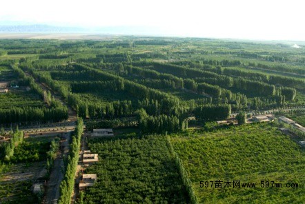阿克苏荒漠化治理:390万人次用32年完成绿化