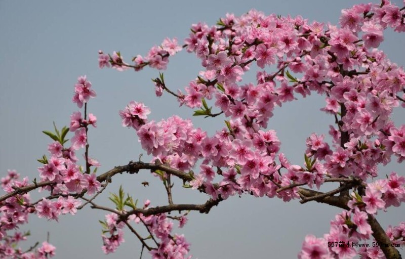 榆林"市树""市花"正式获批 市树为榆树 市花为桃花