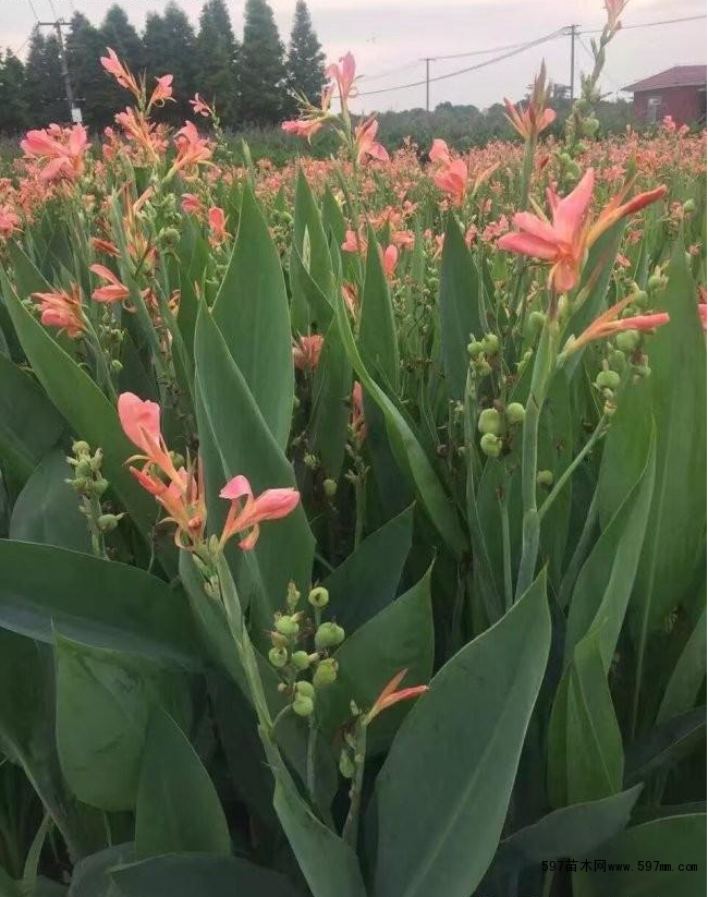 大量供应水生美人蕉,品种齐全,苗圃低价直销