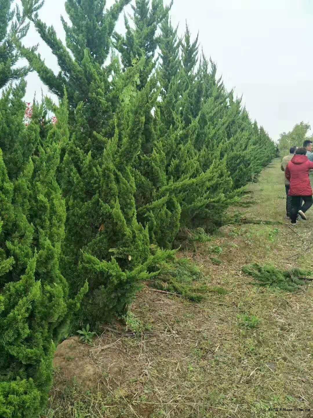 苗圃销售龙柏 龙柏树 大龙柏图片/价格