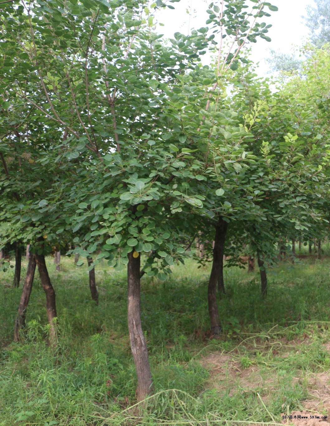 苗圃销售红栌 黄栌小苗 红栌怎么卖