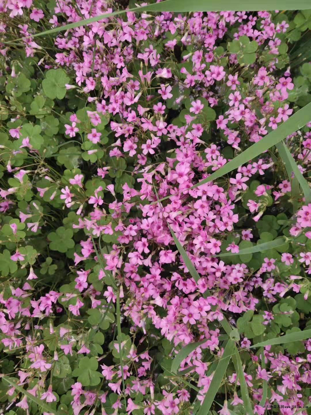 供应红花草 红花草醡浆草图片/价格