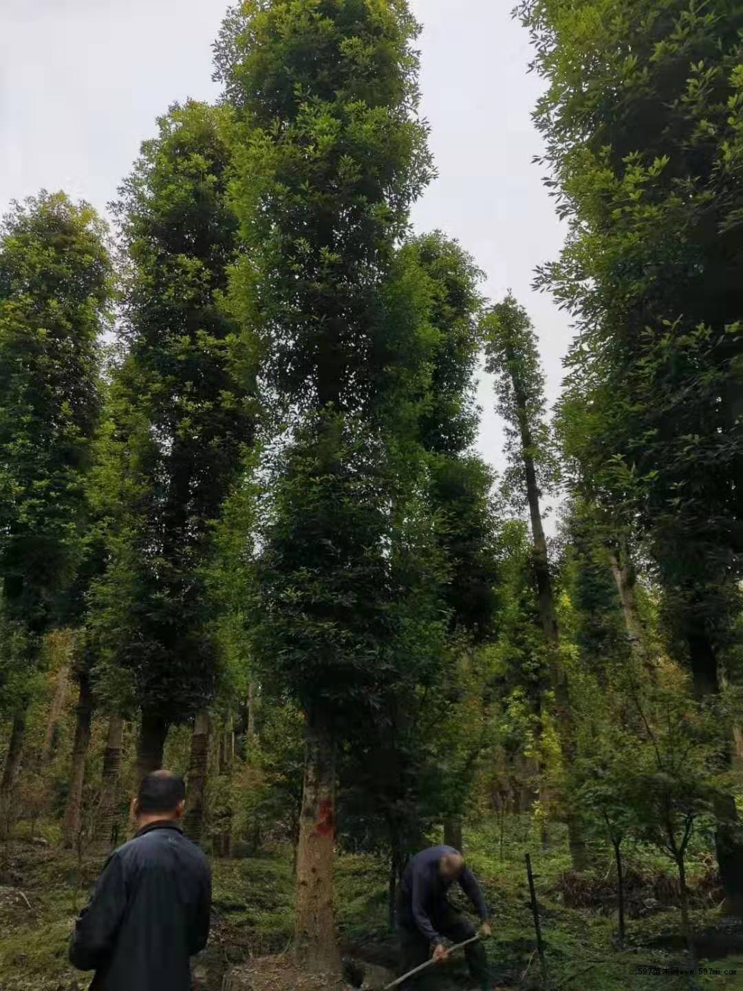 米径18—20公分桢楠树工程苗价格 金丝楠木图片