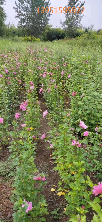 基地迎春花 木槿花 木槿苗 好种好活