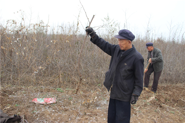 献县金丝枣苗价格《实地直销》河北占地小枣苗基地