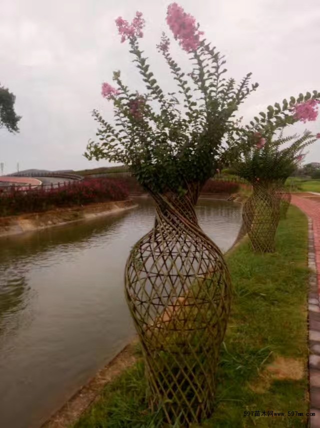 紫薇樹花瓶造型四川成都千蜀園林出售2米高紫薇花瓶