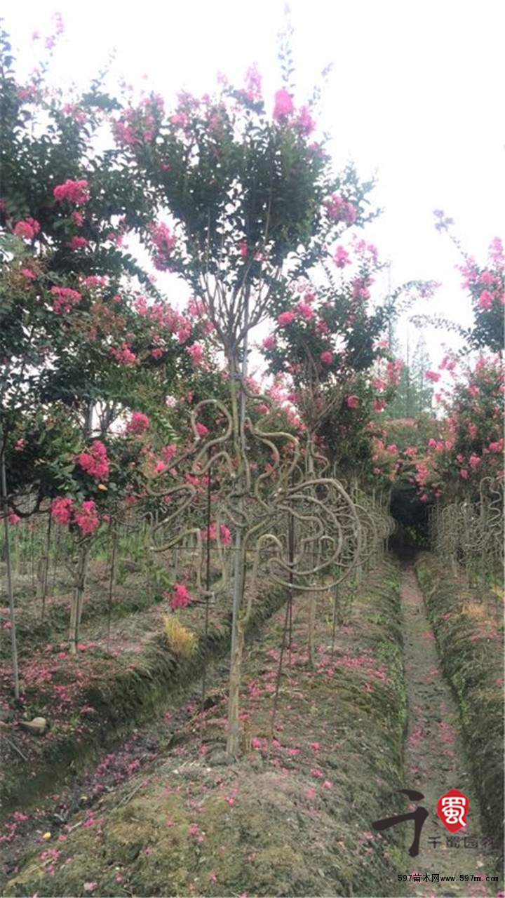 四川红紫薇造型 花瓶造型四川红紫薇植物编织凉亭