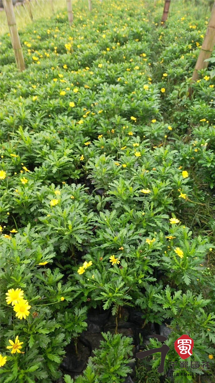 四川木春菊種植基地 木春菊工程苗批發 量大從優