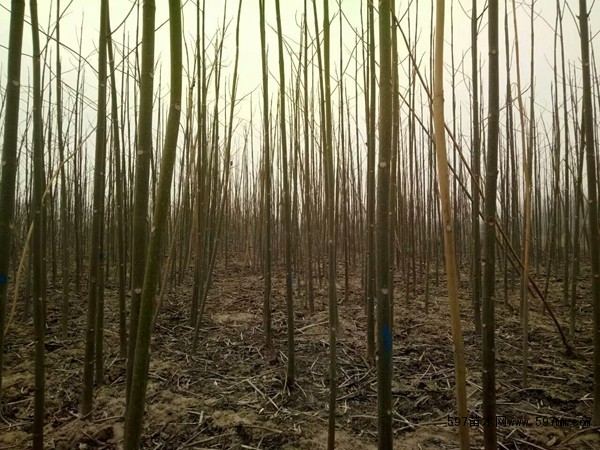 泡桐苗圃基地图片