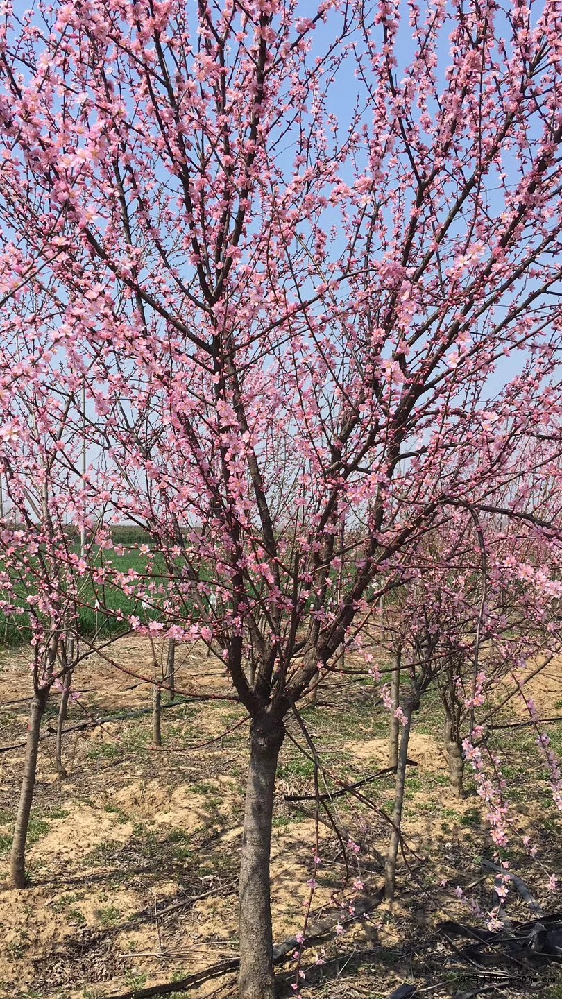 供应红梅梅花苗木