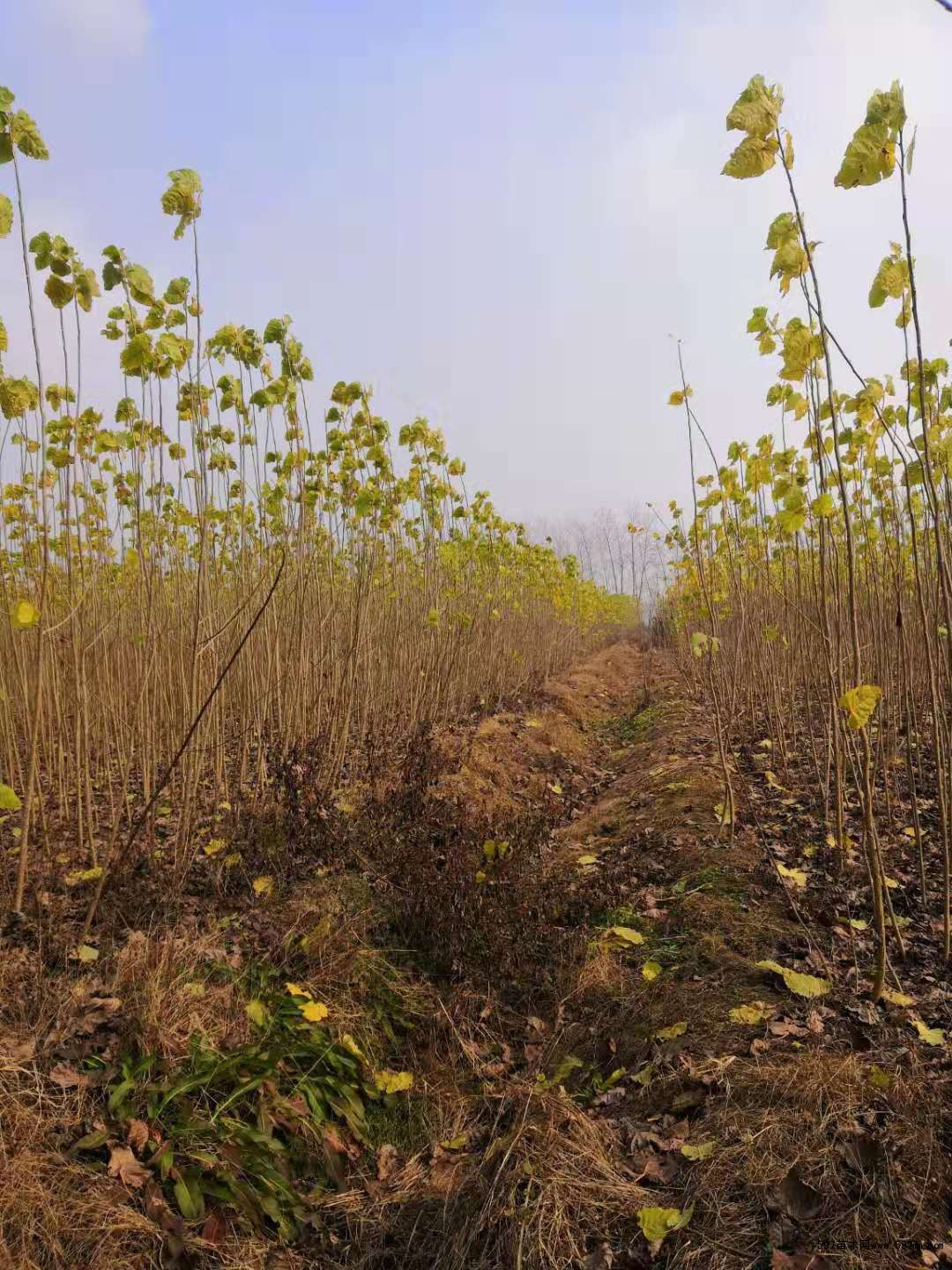 树苗多少钱一棵(黄花梨树苗多少钱一棵)