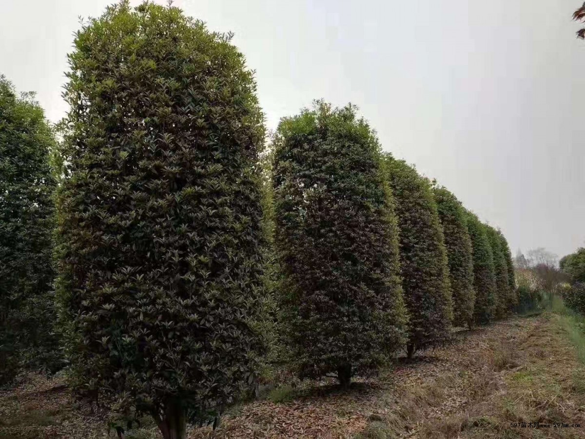 哪里有桂花圆柱出售 精品桂花柱子