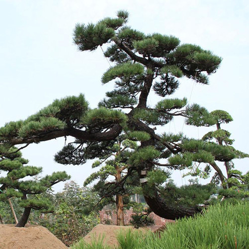 直销黑松2米3米4米造型黑松黑松树规格齐全
