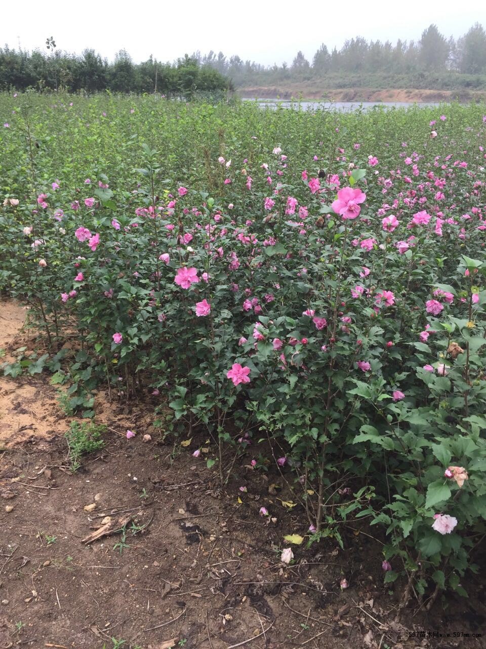 小花木槿 耐寒 第2页 大山谷图库