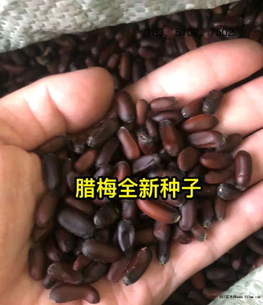 批發臘梅種子