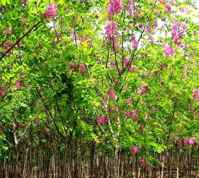 山东那有卖香花槐的