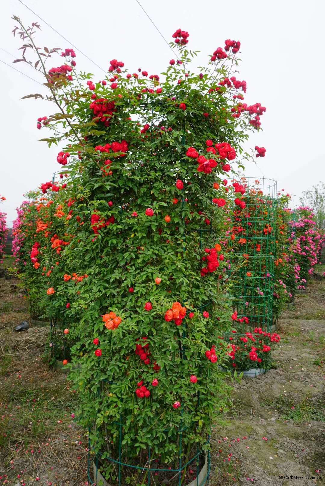 多年生草本植物佛甲草基地報價產地批發價出售