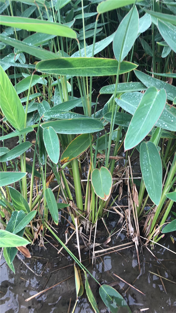 供應再力花價格圖片水生再力花產地