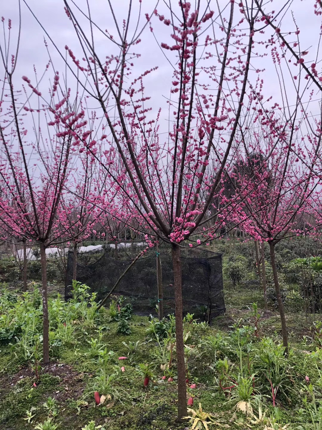 基地直供紅梅樹 紅梅樹基地批發 紅梅樹價格