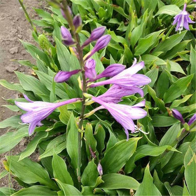 紫花玉簪产地直销