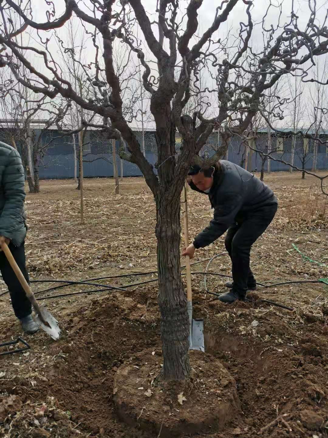 出售龍鬚棗樹10公分20公分30公分盤龍棗樹基地直銷