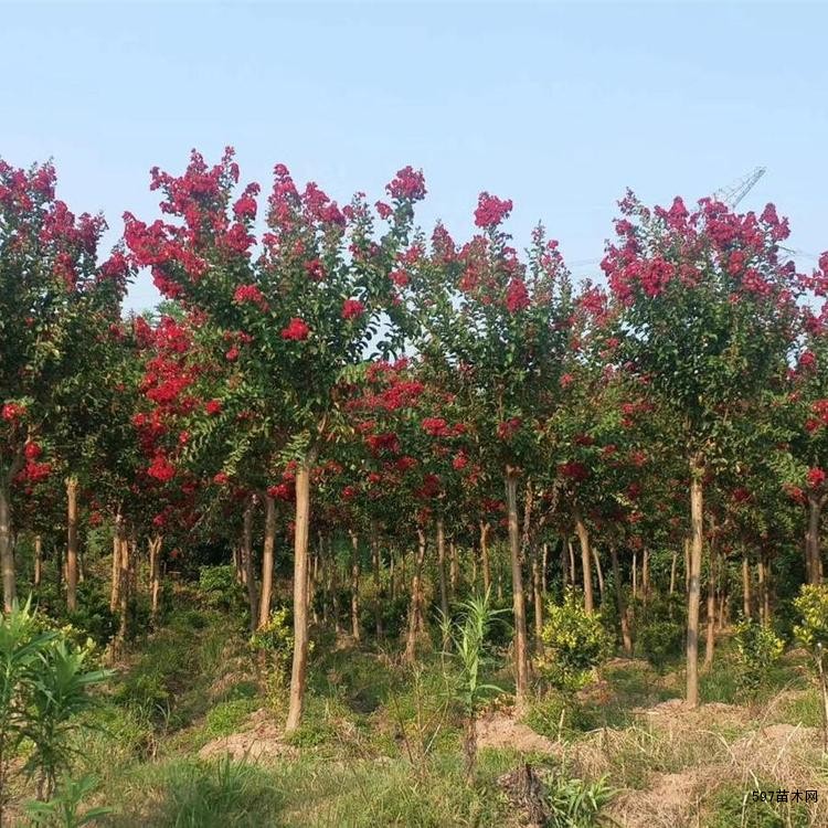 2021百日紅市場行情--基地報價