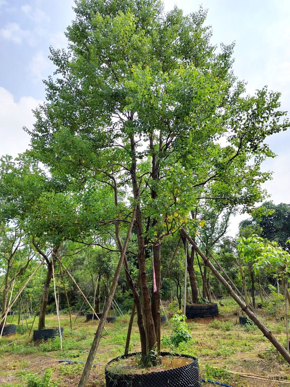 供应315公分乌桕树红乌桕基地