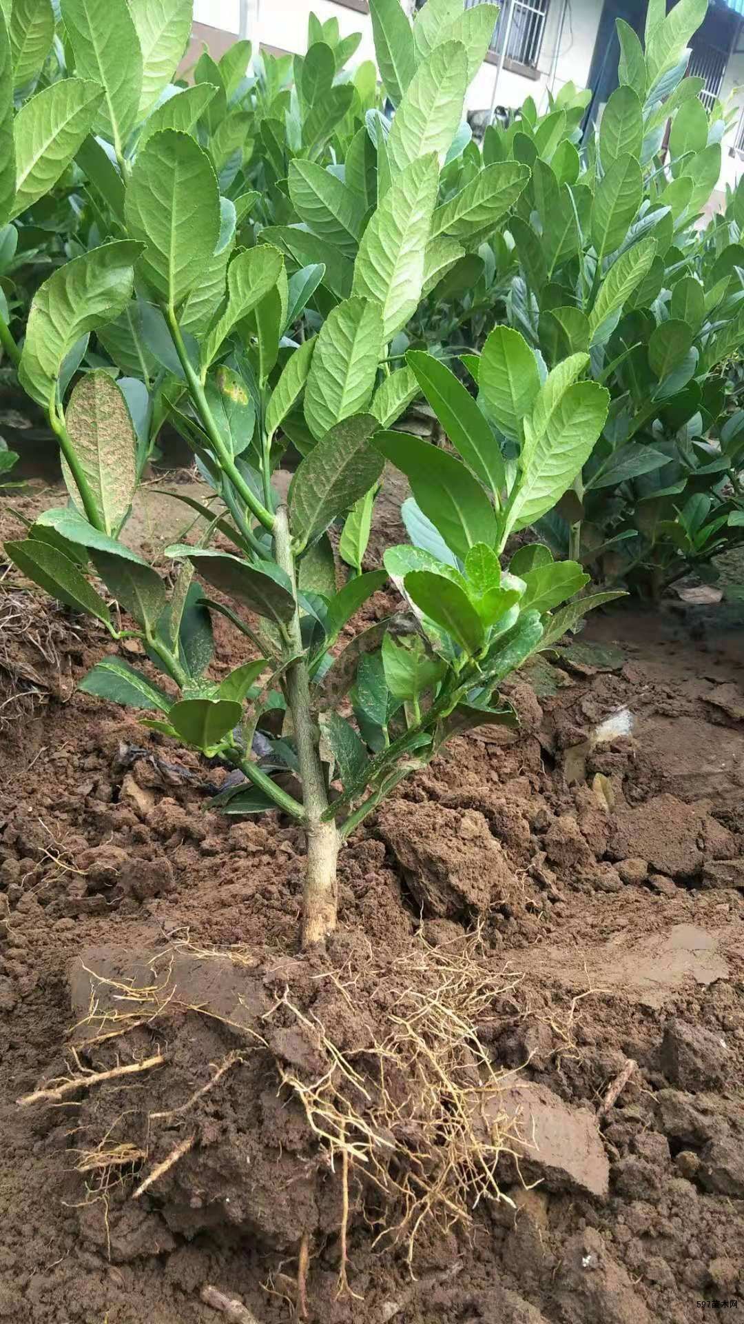 供应柠檬苗香水柠檬柠檬苗基地价格